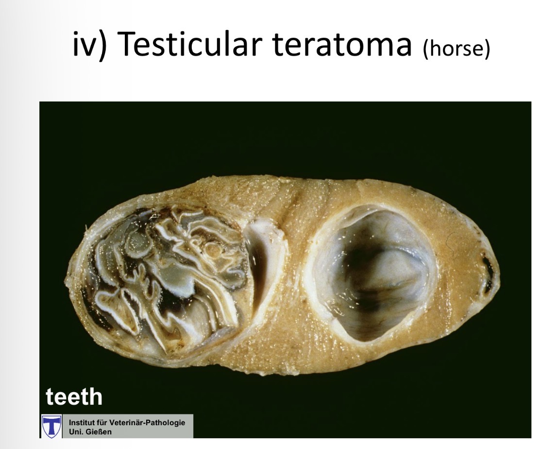 <p>testicular tumours</p>