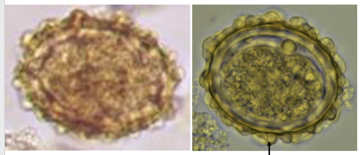 <p>what’s this? genus species</p>