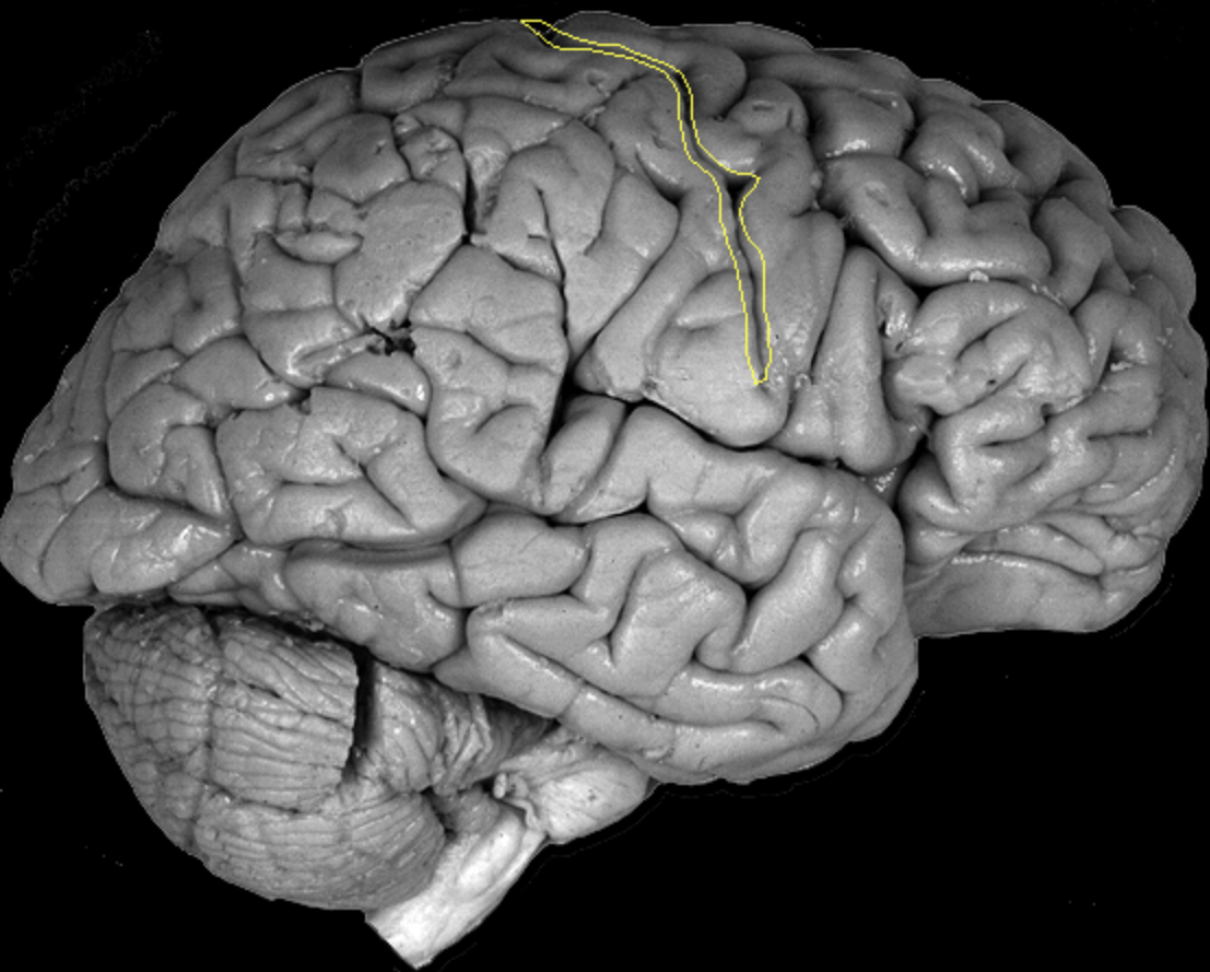 <p>What is the area highlighted called?</p>