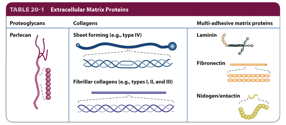 <p><strong><em><u>proteoglycans</u></em></strong> → unique type of glycoprotein </p><p><strong><em><u>collagens</u></em></strong> → form fibers </p><p><strong><em><u>multi-adhesive matrix proteins</u></em></strong> → organizers of the ECM </p><ul><li><p><em>fibronectin and laminin </em></p><ul><li><p>long, flexible molecules that contain multiple domains </p></li><li><p>bind various types of collagen, other matrix proteins, polysaccharides, and extracellular signaling molecules as well as adhesion receptors </p></li><li><p>interactions w adhesion receptors - regulate cell-matrix adhesion and cell shape and behavior </p></li></ul></li></ul><p></p>