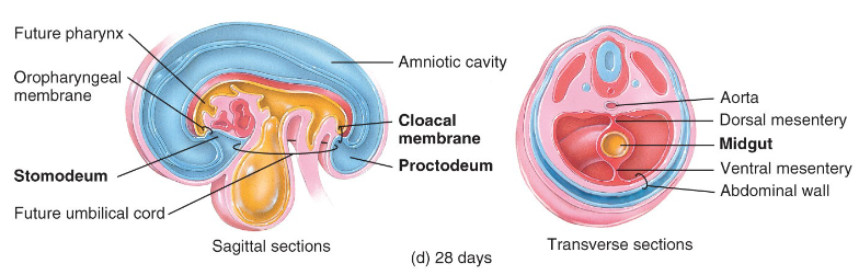 <p>cloacal membrane</p>