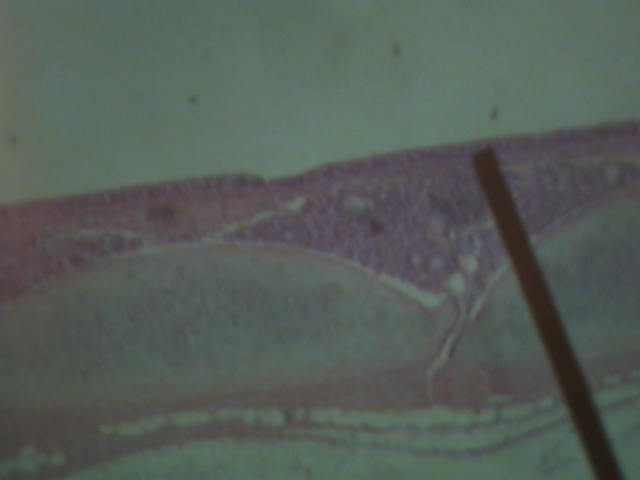 <p>Identify?</p><p>Lab Image 5-6</p>
