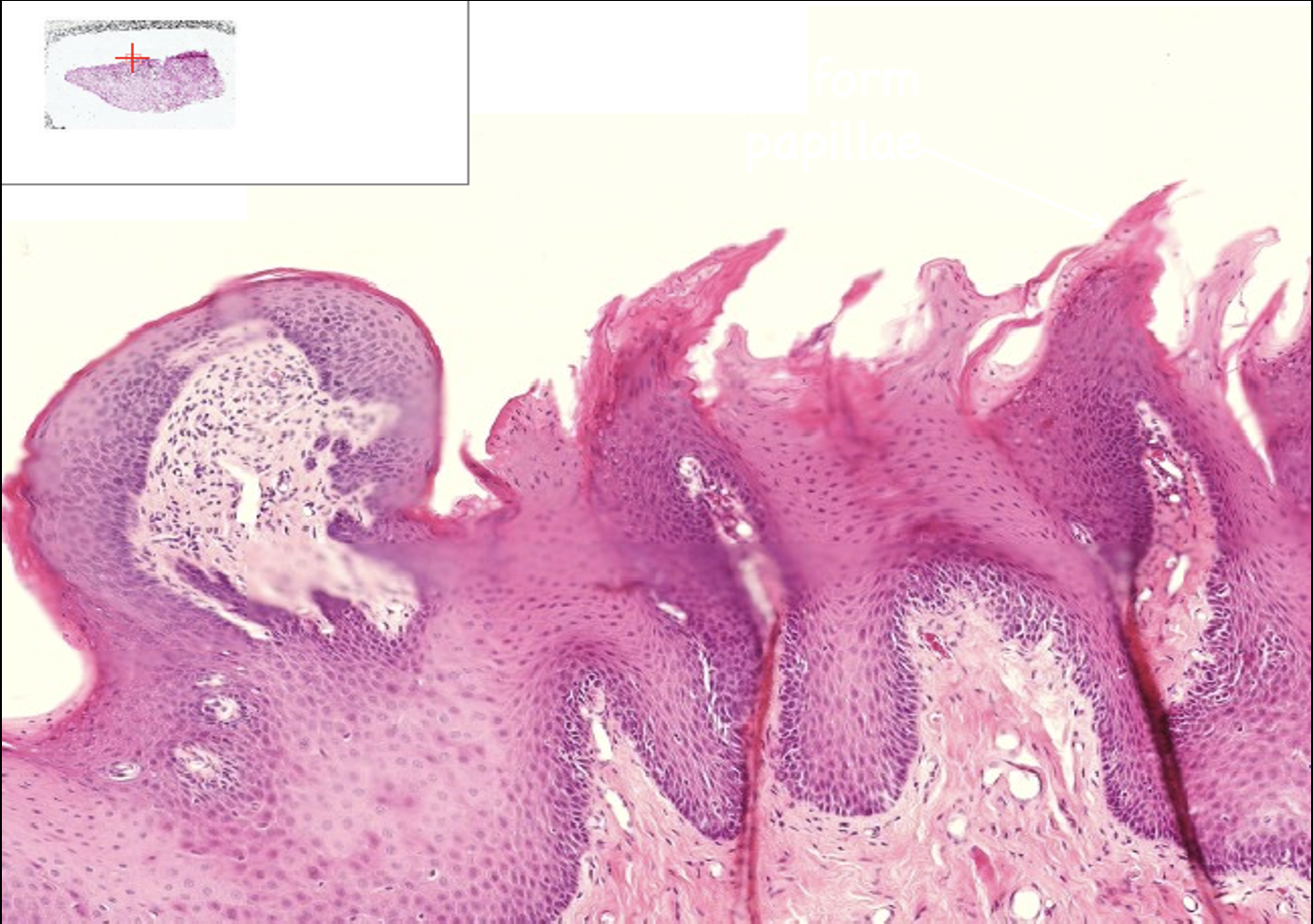 <p>What structure is this?</p>