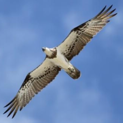 <p>Species, family, order?</p>