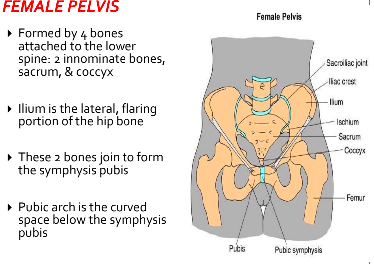 <p>support &amp; distribute body weight</p><p>protect pelvic organs </p><p>form birth passageway</p><p><strong>most favorable type: gynecoid. </strong></p><p><strong>unfavorable type: platypelloid, android. </strong></p>