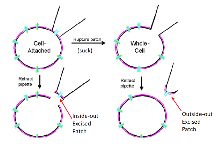 <p>cell-attached, inside-out, whole-cell, outside-out, perforated patch</p>