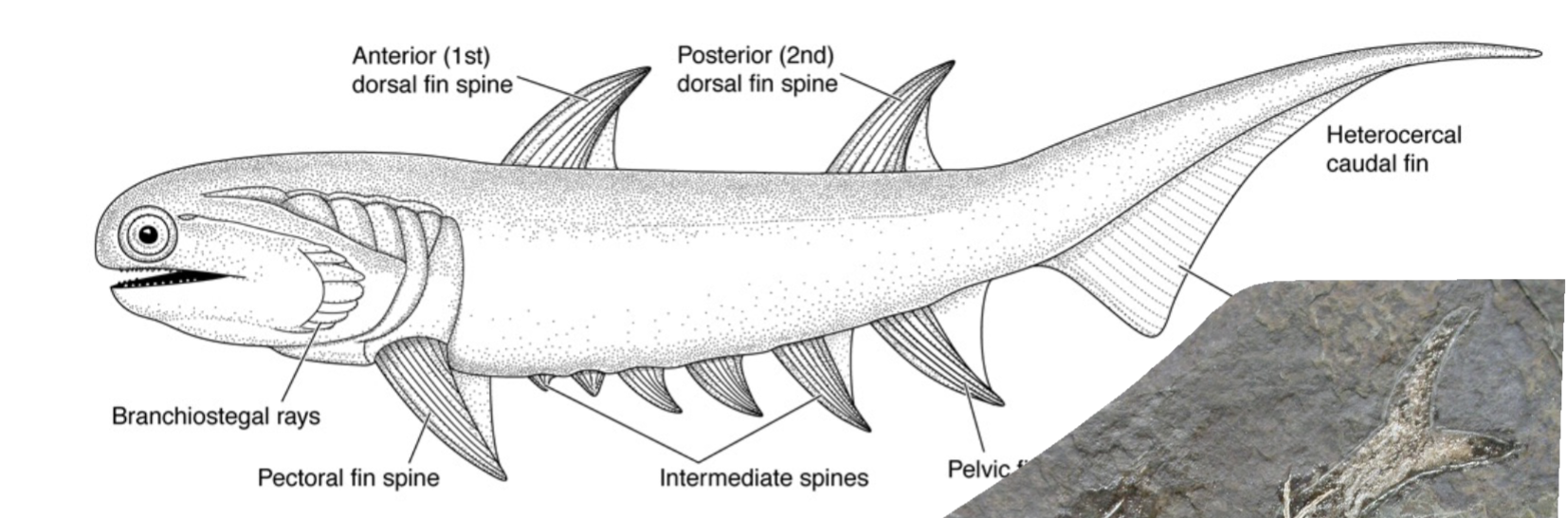 <p>spiny shark</p><p>terminal mouth</p><p>neurocranium</p><p>not monophyletic</p>