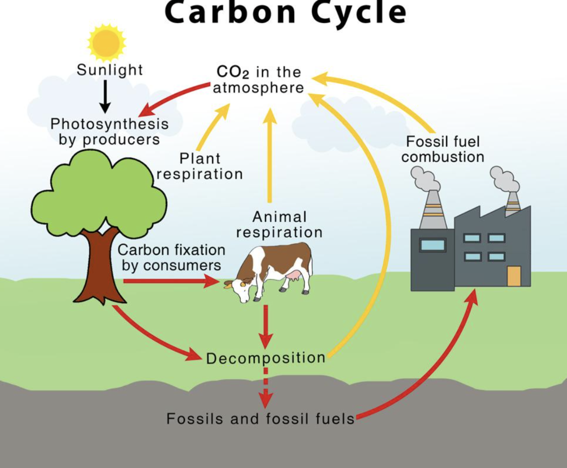 <p>1) plants <u>take in</u> CO<sub>2</sub> from atmosphere →</p><p>2) plants <u>release</u> O<sub>2 </sub>from photosynthesis </p><p>3) animals <u>take in </u>O<sub>2</sub> (respiration)</p><p>4) decomposition <u>takes in</u> O<sub>2</sub> </p><p>4) animals <u>release</u> Co<sub>2</sub> (respiration)</p><p>5) decomposition <u>releases</u> CO<sub>2</sub> </p>