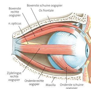 <p><strong>tweede hersenzenuw</strong> en voert <strong>zuiver sensorische informatie</strong> (zicht) van het oog naar de hersenen</p><p>bundel van axonen van de ganglioncellen van het netvlies </p>