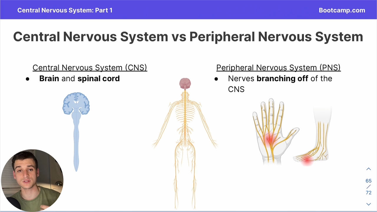 <p>nerves  branching off the CNS </p>