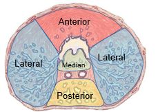 <p>On either side of urethra</p><p>Contain majority of glandular tissue</p>