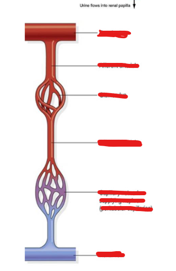<p>What is the vascular component?</p>