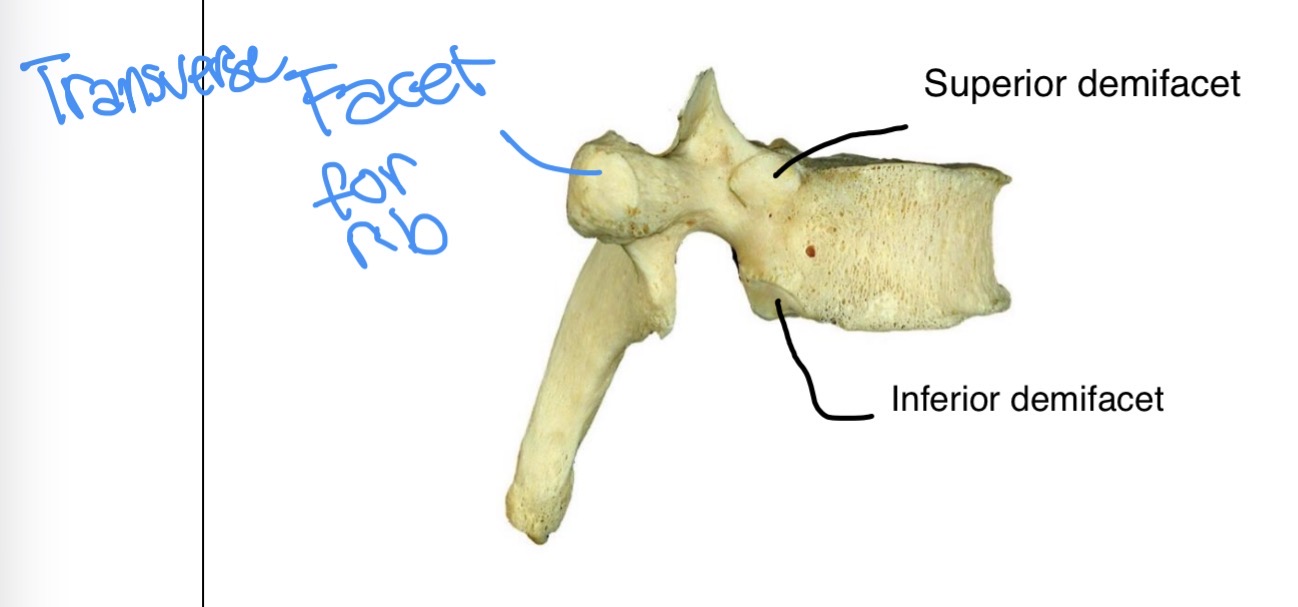 <p>Thoracic Vertebrae (lateral view)</p>