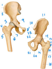 <p>13</p>
