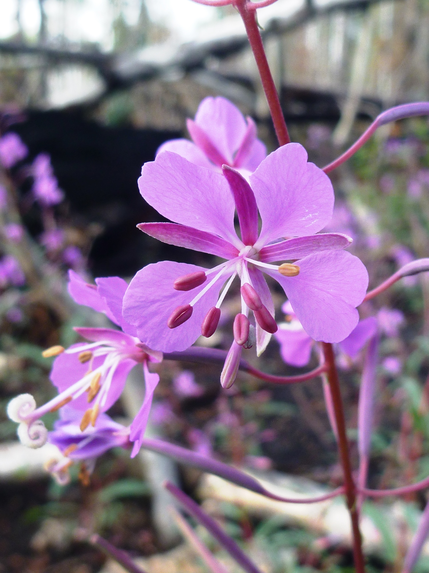 <p>Onagraceae</p><p>Narrow-leaf Fireweed</p><p>Floral parts in 4s, 8 stamens, tall growing habit, bright purple flowers</p>