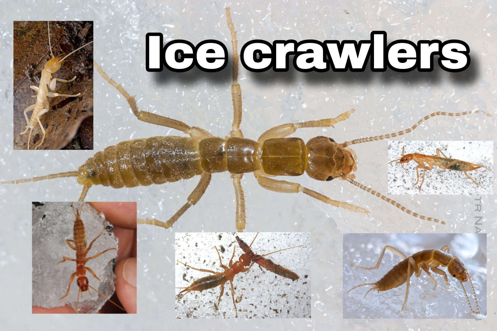 <p>Ice crawlers</p>
