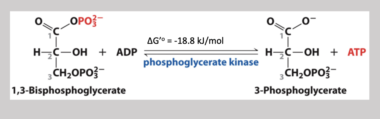 <p>Seventh step reversible pathway that transfers the phosphate on carbon-1 of 1,3-Biphosphoglycerate, and attaches it to an ADP (creating ATP) → creates 3-phosphoglycerate </p>