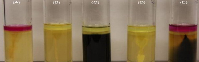 <ul><li><p><strong>Purpose: </strong>To determine if bacteria produce tryptophanase, are able to move and produce desulfhydrase</p></li><li><p><strong>Content: </strong>Kovac’s reagent turns reed in the presence of indole. Reduced concentration of agar for motility. Sulfur-containing amino acids (methionine and cysteine) that can be desulfurylated (by enzymes like cysteine desulfhydrase)</p></li><li><p><strong>Detection Method: </strong>Kovac’s reagent turns red in the presence of indole. Media turned black if hydrogen sulfide was produced and you will see a cloudy or fuzzy growth throughout the agar if the bacteria are motile</p></li><li><p><strong>Original test color/physical appearance: </strong>Semi-solid agar deep that is transparent and amber/straw-colored with a single stab line</p></li><li><p><strong>Positive result appearance:</strong></p><ul><li><p><strong>Indole</strong> - Media turned red (red/pink ring at the top after adding reagent)</p></li><li><p><strong>Hydrogen sulfide</strong> - Media turned black</p></li><li><p><strong>Motility</strong> - Cloudy growth spreading away from the stab line</p></li></ul></li><li><p><strong>Positive result interpretation: </strong>The organism can reduce sulfur to H<sub>2</sub>S, (meaning it possesses cysteine desulfhydrase), possesses the enzyme tryptophanase to produce indole, and/or has flagella allowing it to swim through the agar</p></li><li><p><strong>Negative result appearance:</strong></p><ul><li><p><strong>Indole</strong> - Reagent remains yellow/green at the top</p></li><li><p><strong>Hydrogen sulfide</strong> - No black color (remains amber)</p></li><li><p><strong>Motility</strong> - Growth is restricted only to the original stab line</p></li></ul></li><li><p><strong>Negative result interpretation: </strong>The organism cannot reduce sulfur (does not possess cysteine desulfhydrase), does not produce the enzyme tryptophanase, and/or lacks the ability to move (non-motile)</p></li><li><p><strong>Reagents: </strong>Hydrogen sulfide and motility are read visually, but 4-5 drops of Kovac’s Reagent must be added to the top of the tube after incubation to detect the presence of indole</p></li></ul><p></p>