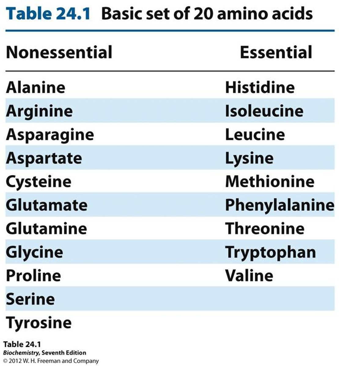 <p>Amino acids that the body can synthesize through de novo synthesis.</p>