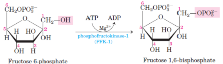 <p>3rd step of glycolysis</p><p>catalysed by <span style="background-color: transparent;"><strong>phosphofructokinase-1 (PFK-1)</strong></span></p>