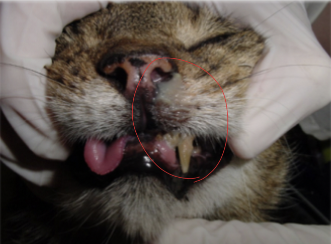 <p>What is shown in this image?</p>