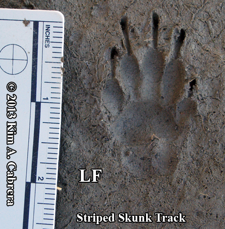 <p>Spilogale gracilis (spotted skunk)</p>