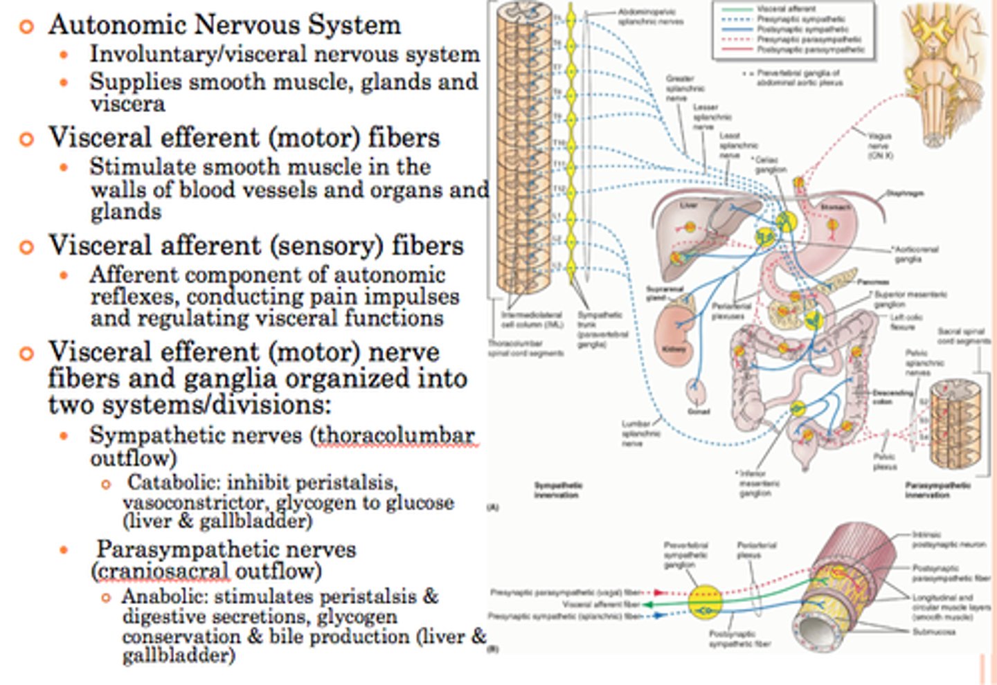 <p>Signals from organs</p>