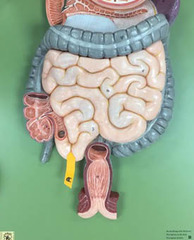 <p>Identify this region of the organ (be specific).</p>