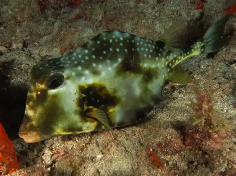 <p>Boxy structure, brownish background with white spots and black hexagonal markings, no horns</p>