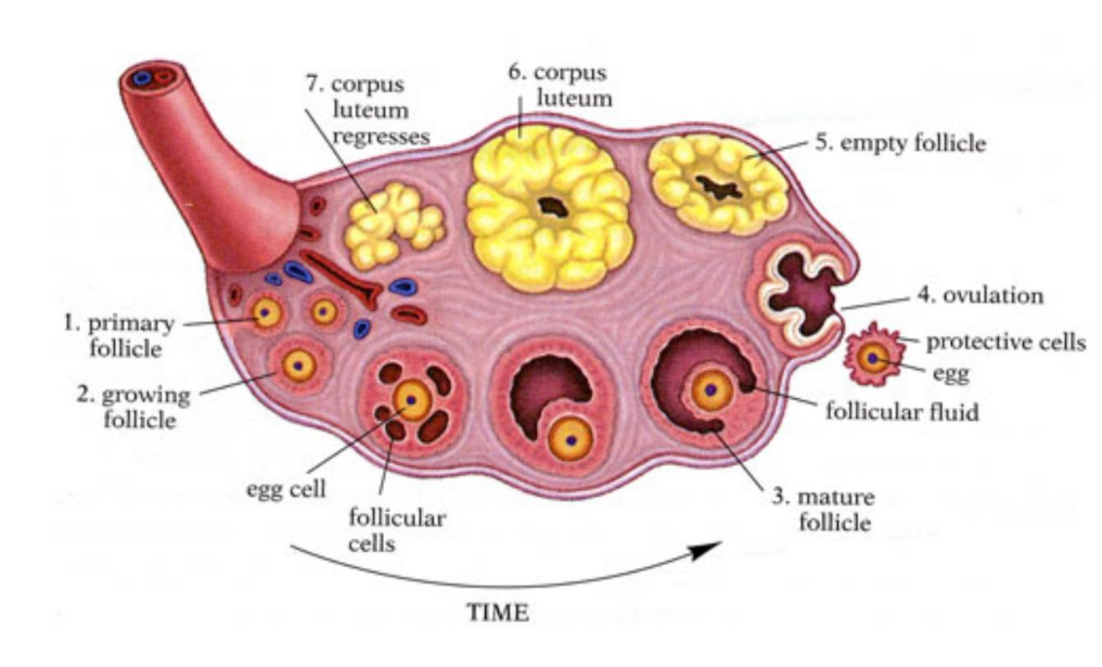 <p>label the ovary structures over time</p>