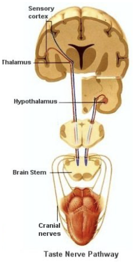 <ul><li><p>Peripheral taste neurons = <strong>ganglion cells in 3 cranial nerves</strong> ganglia (VII, IX, X)</p></li><li><p>Their central axons converge on <strong>nucleus of the solitary tract (brainstem)</strong></p></li><li><p>From there splits:</p><ul><li><p><strong>Thalamus → gustatory cortex</strong> → conscious perception &amp; discrimination of tastants</p></li><li><p><strong>Hypothalamus/brainstem circuits</strong> → autonomic/reflex responses (feeding, salivation, etc.)</p></li></ul></li></ul><p></p>