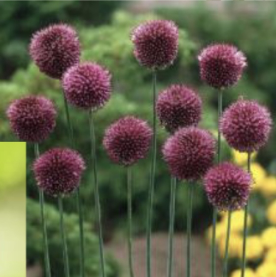 <p>Drumstick onion<br>Reddish-purple drumstick flowers </p>