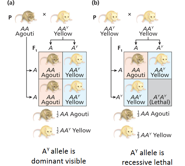 <p>Mostly recessively inherited, only homozygous dies, distortions in segregation ratios, embryonically lethal when recessive, shows later in life when dominant; ex. Ay is a visible dominant mutant allele that gives mice yellow coats instead of brown, Ay is recessive embryonic lethal, AyAy is lethal but AAy is not lethal; recessive lethal and dominant visible</p>