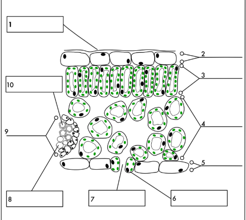 <p>Label the different features of a leaf?</p>