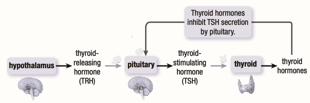 <p>The endocrine system uses many feedback loops; explain one related to TSH</p>