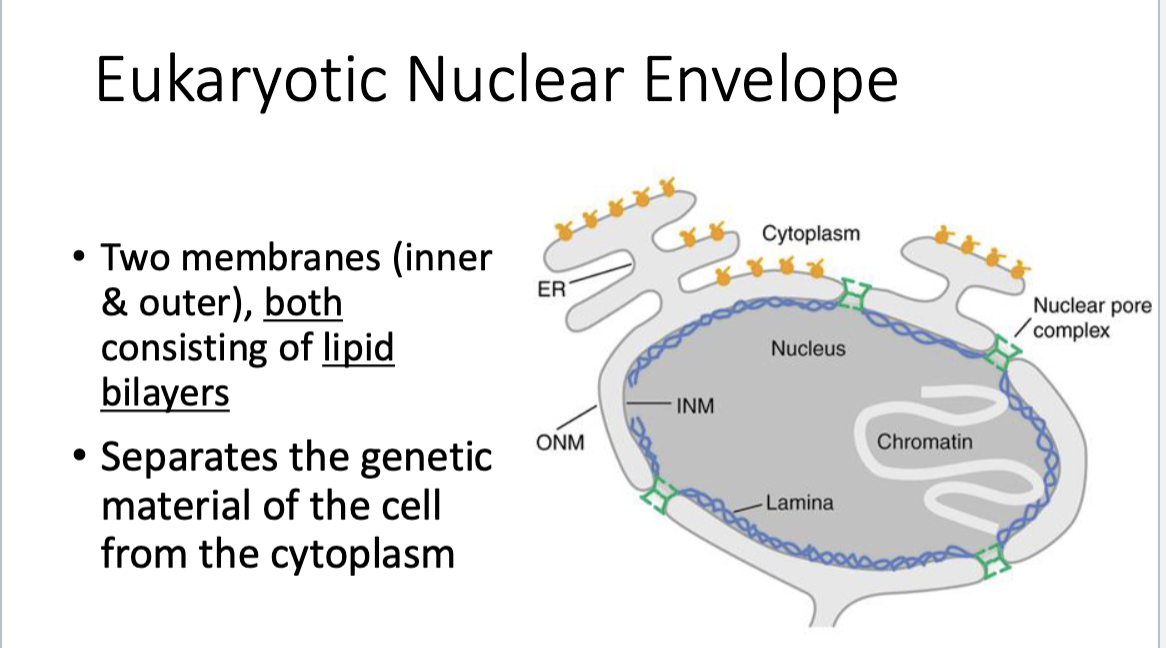 <p>nuclear pore complexes!! —> highly regulated process that allows thing into nucleus </p>
