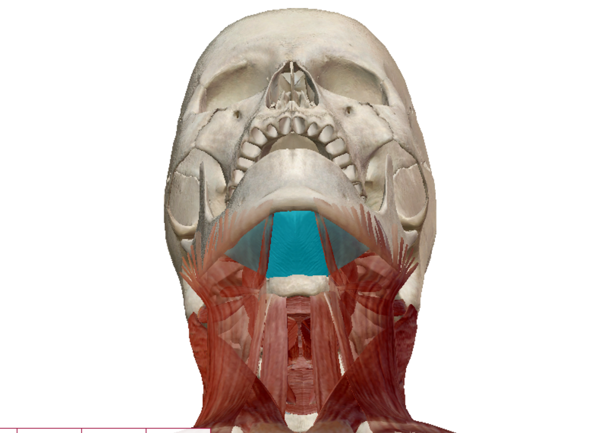 <p>Mylohyoid Action</p>