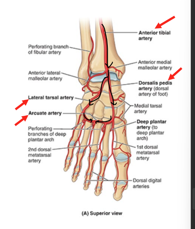 <ul><li><p>from ant. part of leg</p></li><li><p><u>anterior tibial artery</u> continues as <strong>dorsalis pedis artery</strong></p><ul><li><p>branches into <strong>lateral tarsal artery</strong></p></li><li><p>runs laterally</p></li></ul></li><li><p><strong>both </strong>arteries come tg to feed <strong>arcuate artery</strong></p></li></ul><p></p>