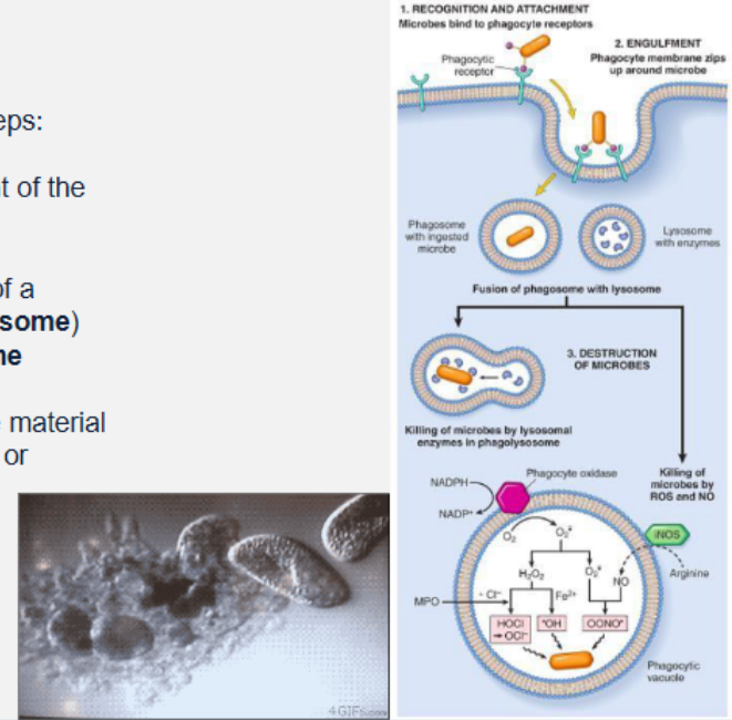 <p>Removal of material</p><p></p><p>Phagocytosis involves three steps:</p><p>1. Recognition and attachment of the</p><p>particle by the leukocyte</p><p>2. Engulfment and formation of a</p><p>phagocytic vacuole (<strong>phagosome</strong>) within cytosoplasm</p><p>which fuses with a lysosome</p><p>3. Killing or degradation of the material</p><p>by reactive oxygen species or</p><p>lysosomal enzymes within</p><p><strong>phagolysosome</strong></p><p></p><p>some microbial agents can avoid step 2</p>