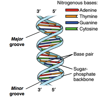 <p><span>There are four types of nitrogenous bases in DNA. what are they?</span></p>