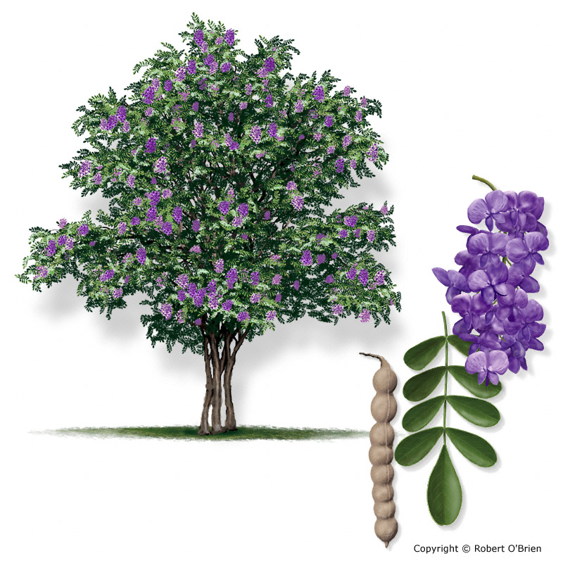 <p>Common name?</p>