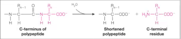 <p><strong>Answer:</strong> Break bonds using water.<br><strong>Example:</strong> Carboxypeptidase A</p>