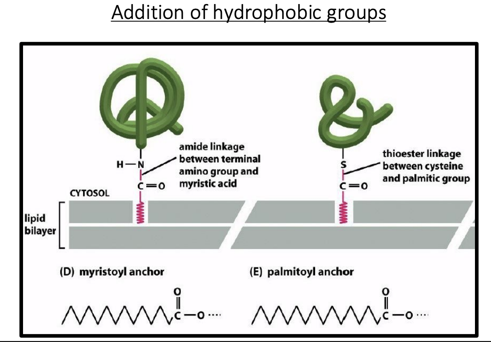 <p>myristoyl anchor → … linkage between terminal amino group and … acid</p><p>palmitoyl anchorage → … linkage between … of cysteine and … acid</p>