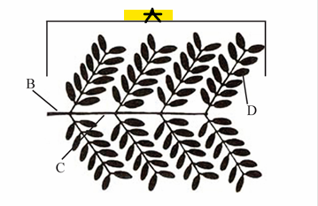 <p>The whole leaf.</p>
