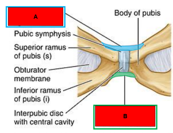 <p>What is indicated by B?</p>