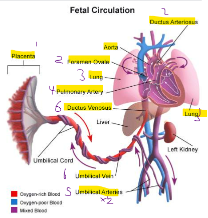<p><strong>The foetal blood pressure is low</strong></p><p>The foetal heart is powering it (not mum)</p><p>Lots of blood spread out in placenta</p><p></p><p><strong>Blood is shunted </strong><span style="color: purple;"><strong>right-to-le</strong></span><strong>ft by </strong>ductus <strong>arteriosus and </strong>f<span style="color: purple;">oramen ovale</span></p><p>To bypass lungs</p><p></p><p><strong>Lungs are non-functional-</strong><span style="color: purple;"><strong>collapsed</strong></span></p><p>No air to breathe</p><p></p><p><strong>Pulmonary circulation has high resistance</strong></p><p>Vessels here are <span style="color: purple;">collapsed</span></p><p></p><p><strong>Systemic circulation has low resistance</strong></p><p>The placenta is a <span style="color: purple;">low-resistance are</span>a</p><p></p><p>Placentae must receive a large proportion of foetus's circulating blood</p><p></p><p>Two large left and right<strong> umbilical arteries</strong></p><p>Extending from the caudal end of the abdominal aorta</p><p></p><p><strong>Umbilical vein</strong></p><p>After passing through the capillary bed in the placentae</p><p>This h<span style="color: purple;">ighly oxygenated</span> blood returning from placentae to the umbilical vein bypasses liver sinusoids –<span style="color: purple;"><strong>ductus venosus</strong></span></p>