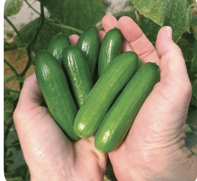 <p>Mini cucumber</p>