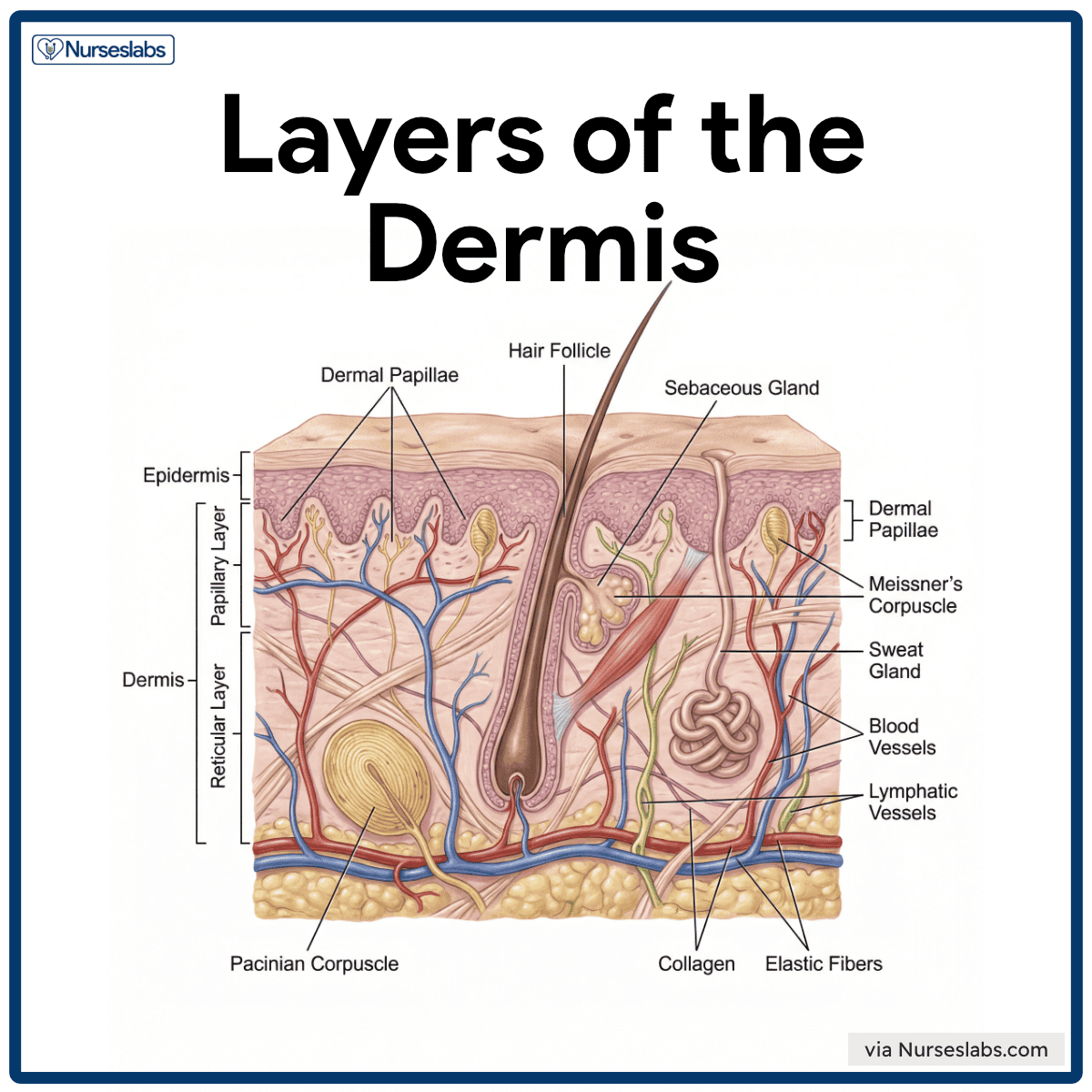 <p>The dermis is the thickest layer of the skin, made up of dense irregular connective tissue and maintains body temperature (thermoregulation)</p>
