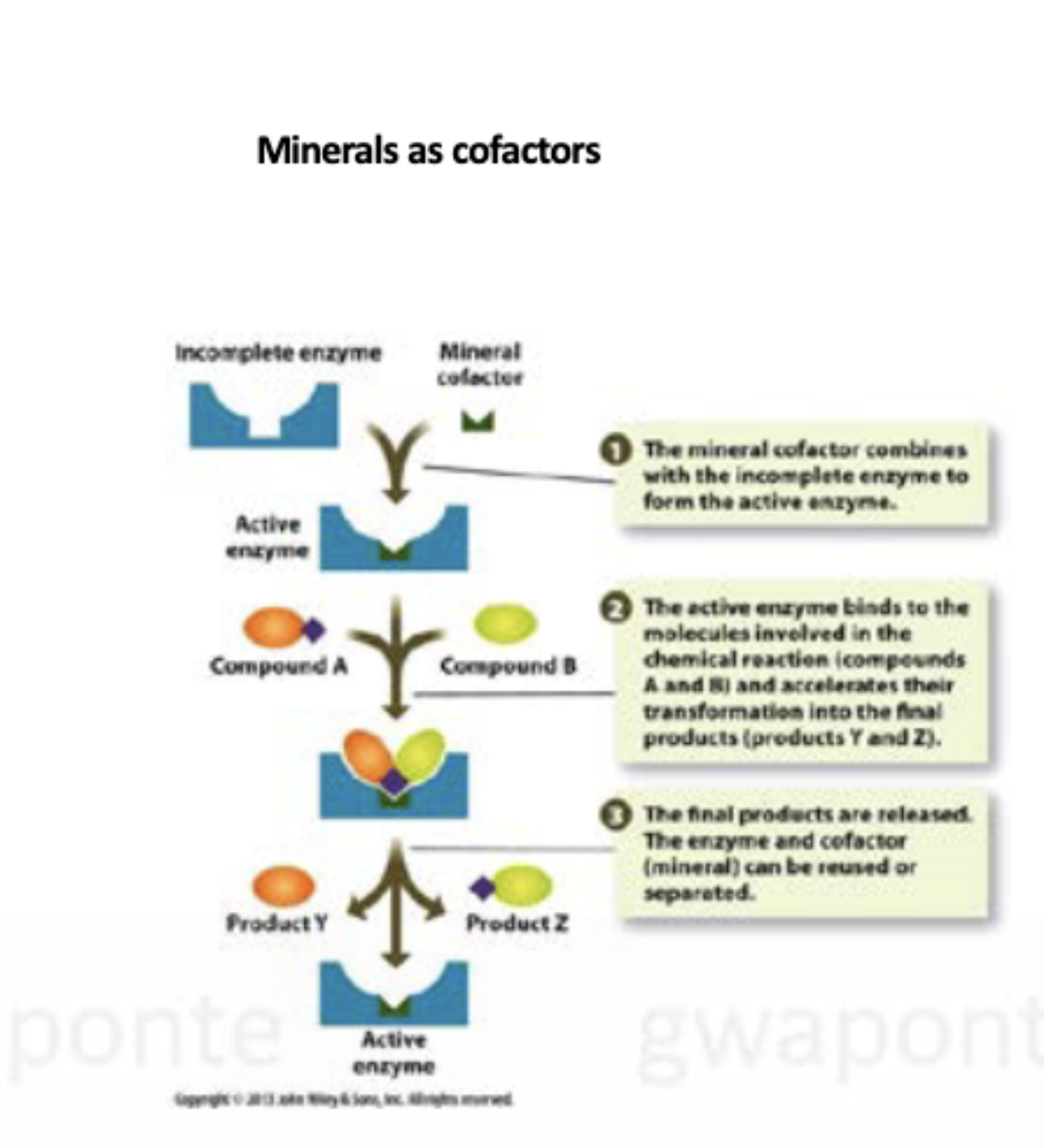 <p>The mineral cofactor combines with the incomplete enzyme to form the active enzyme. The active enzyme binds to the molecules involved in the chemical reaction and accelerates their transformation into the final products. The final products are released. The enzyme and cofactor can be reused or separated. </p>