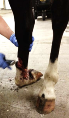 <p>Extensor tendon laceration is like what in horses?</p>